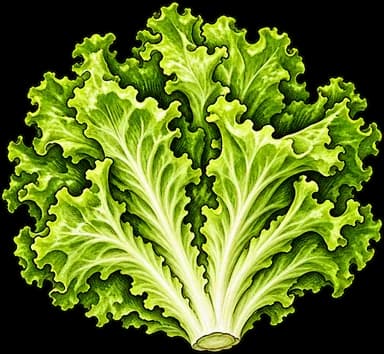 Lettuce